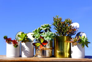 Group of recycled cans. Five lined recycled cans with various succulent plants over wood board on blue sky.