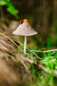Ladybird on mushroom