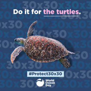 Do it for the turtles. #Protect30x30. Word Ocean Day