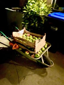 wheel barrow filled with apples