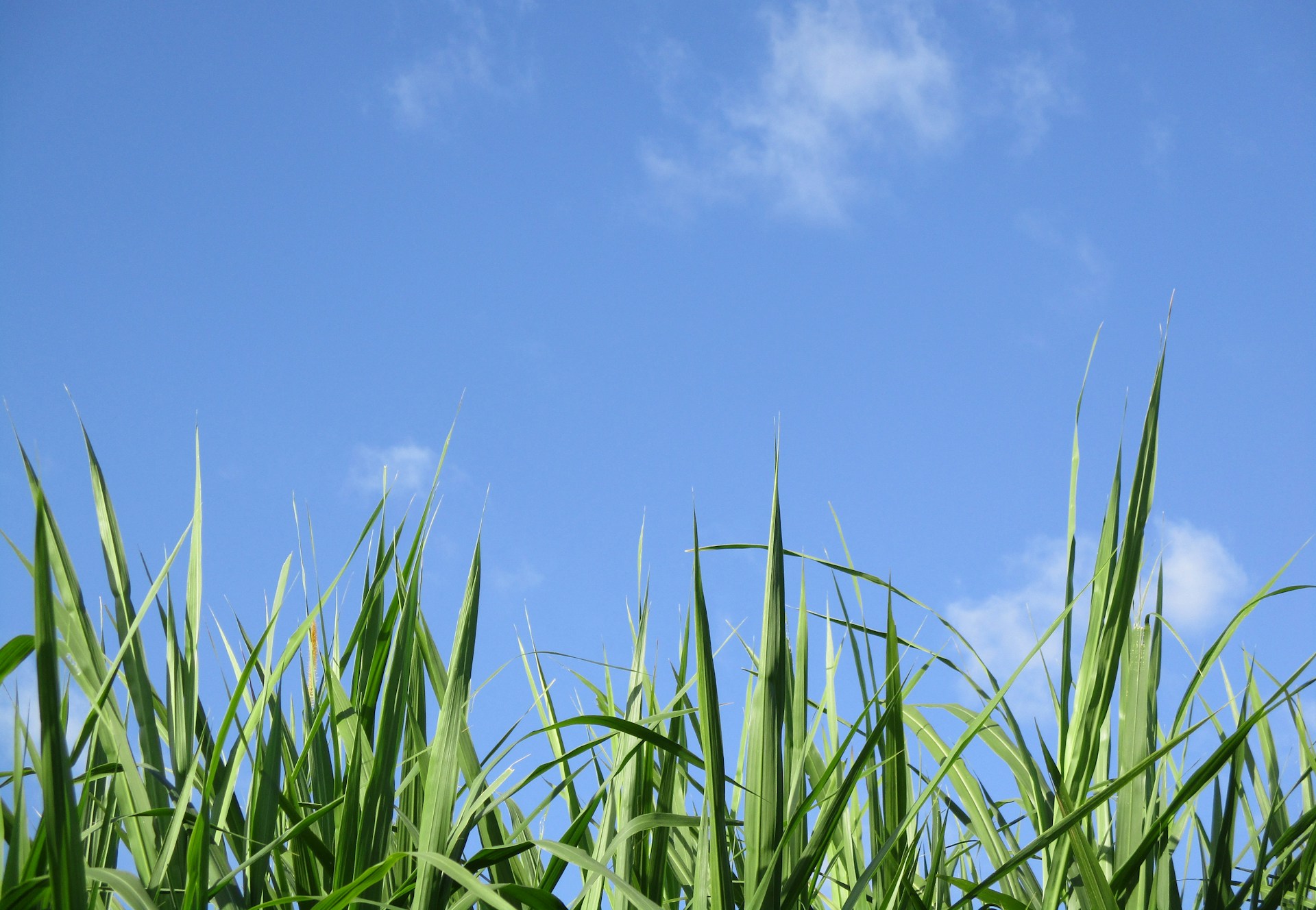grass in front of blue sky