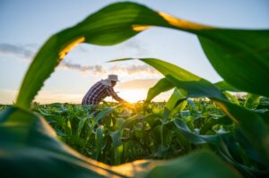 green field with farmer