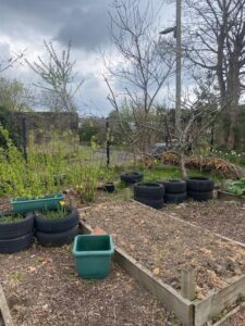 Tilled garden bed bordered by wooden planks, surrounded by plants in tires and pots, with a bare tree and cloudy sky in the background.