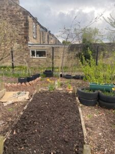 Freshly tilled garden bed surrounded by planters with green plants and yellow flowers, with a brick building and fence in the background.