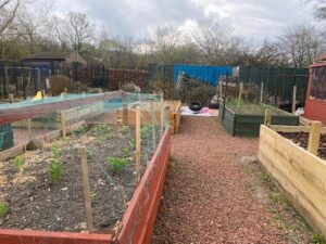 view of raised beds with small plants growing
