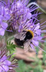 local bees enjoying the garden
