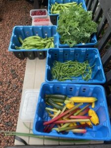 vegetables grown in the garden