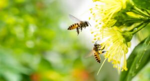 bees collecting pollen