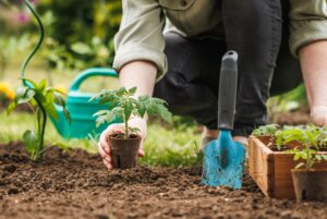 person planting plants in the ground