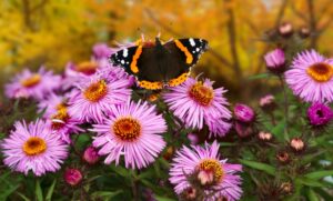 butterfly amongst flowers