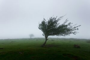 tree blowing in strong winds