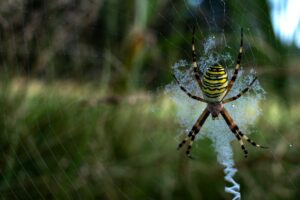 wasp spider in a web