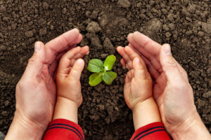adult and baby hands circling a sprouting plant